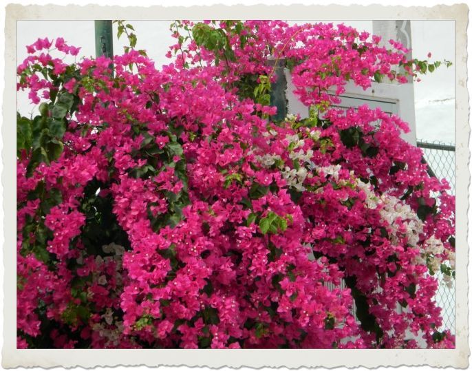 Bougainvilliers