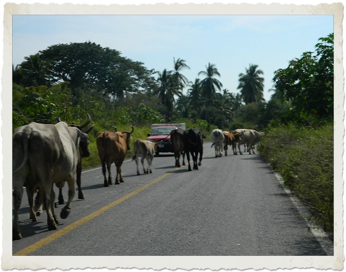 Traverse de vaches