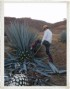 Prparation des plants d'agaves