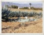 Prparation des plants d'agaves